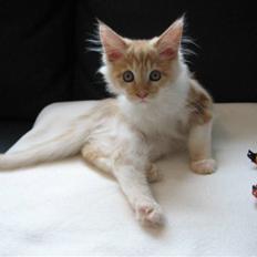 Maine Coon Ozzy