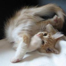 Maine Coon Ozzy