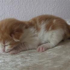 Norsk Skovkat Dannebros Flying Dutchman