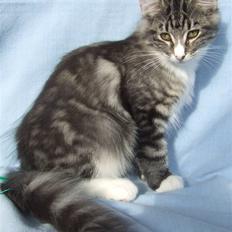 Norsk Skovkat Grethe Sønck *LEDIG*