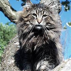 Norsk Skovkat Bastian