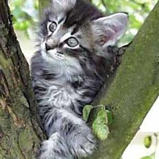 Norsk Skovkat Bastian