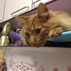 Maine Coon Breidabliks Adonis