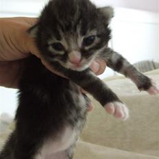 Norsk Skovkat Grethe Sønck *LEDIG*