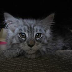 Maine Coon Eliot