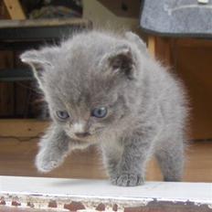 Blanding af racer fie