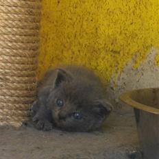 Blanding af racer fie