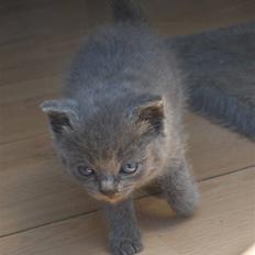 Blanding af racer fie