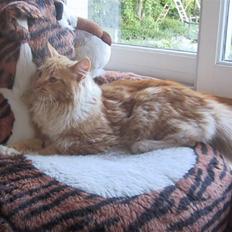 Blanding af racer Oilver