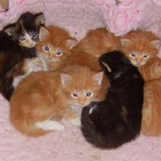 Blanding af racer Oilver