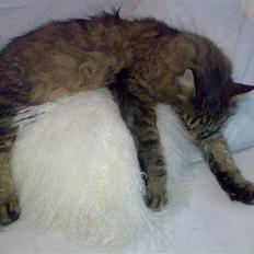 Maine Coon King Georg