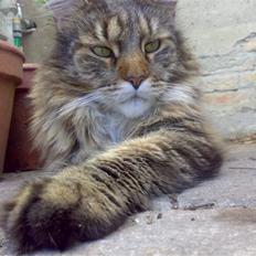 Maine Coon King Georg
