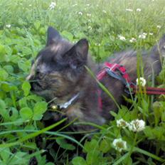 Huskat Naomi (solgt)