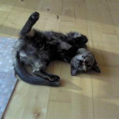 Huskat Naomi (solgt)