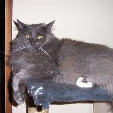 Blanding af racer Pepsi