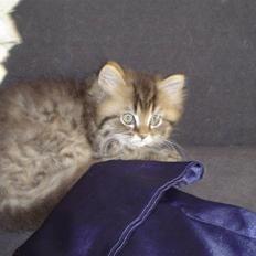 Perser Max 