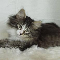 Norsk Skovkat DK Tantus MilkyWay