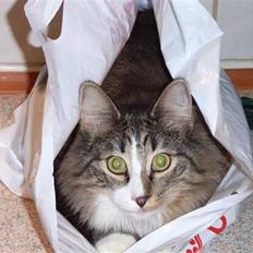 Norsk Skovkat DK Tantus MilkyWay