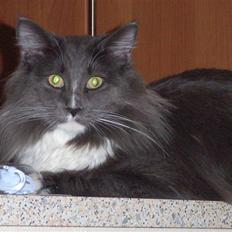 Norsk Skovkat Murphy´s Richard Gere