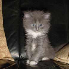 Norsk Skovkat Murphy´s Richard Gere