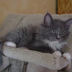 Norsk Skovkat Murphy´s Richard Gere