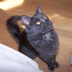 Norsk Skovkat Indigo Icedragon av Myrkw