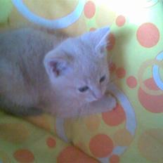 Blanding af racer Mogens <33