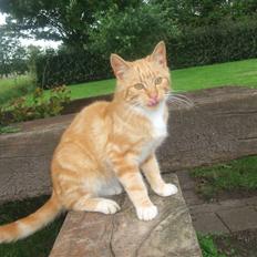 Blanding af racer Garfield