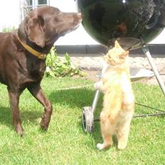 Blanding af racer Garfield