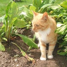 Blanding af racer Garfield