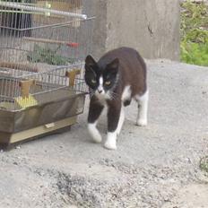 Huskat † Misse mor 2 †