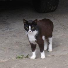 Huskat † Misse mor 2 †