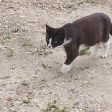 Huskat † Misse mor 2 †