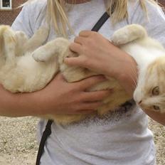 Huskat Super man - Solgt