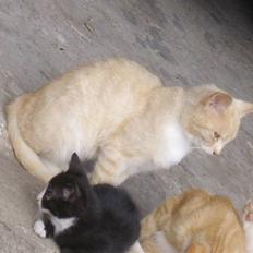 Huskat Super man - Solgt