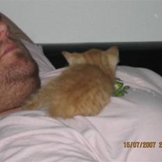 Blanding af racer KALLE