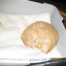 Blanding af racer KALLE