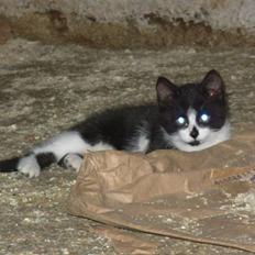 Blanding af racer Pus