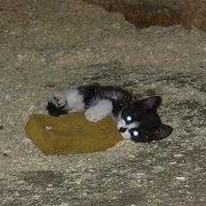 Blanding af racer Pus