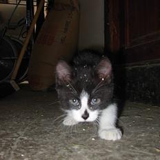 Blanding af racer Pus