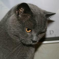 British Shorthair Moore Beauty Billie