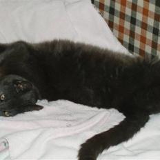 Russian Blue Bastian.