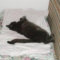 Russian Blue Bastian.