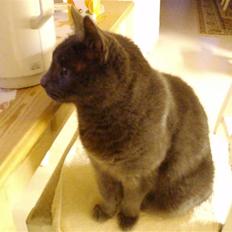 Russian Blue Bastian.