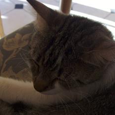 Blanding af racer Vibyvejens Mille! R.I.P.