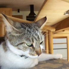 Blanding af racer Vibyvejens Mille! R.I.P.