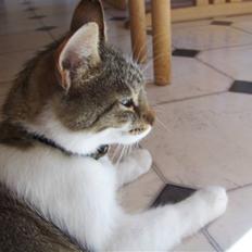 Blanding af racer Vibyvejens Mille! R.I.P.