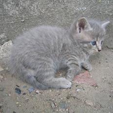 Blanding af racer Killinger 