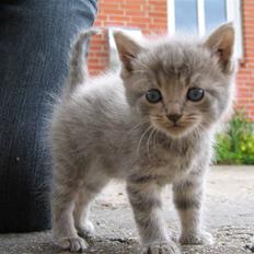 Blanding af racer Killinger 