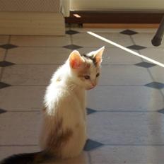 Blanding af racer Vibyvejens Thilde R.I.P.